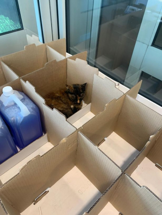 Illustration de l'article : Ce chat invite tous ses copains à le rejoindre dans un magasin qu’il trouve à son goût