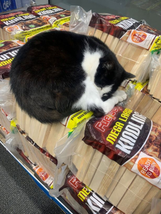 Illustration de l'article : Ce chat invite tous ses copains à le rejoindre dans un magasin qu’il trouve à son goût