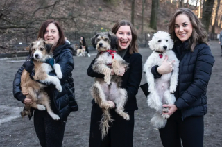 Illustration de l'article : Les retrouvailles émouvantes d’un chien et de son fils, qui se sont reconnus lors d’une promenade