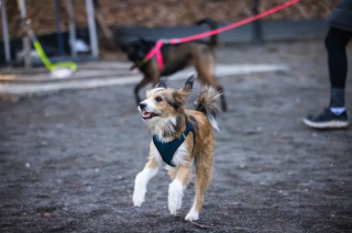 Illustration de l'article : Les retrouvailles émouvantes d’un chien et de son fils, qui se sont reconnus lors d’une promenade