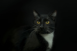 Illustration de l'article : 14 photos rappelant à quel point les chats noirs sont des créatures sublimes