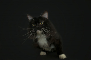 Illustration de l'article : 14 photos rappelant à quel point les chats noirs sont des créatures sublimes