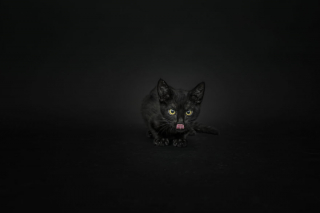 Illustration de l'article : 14 photos rappelant à quel point les chats noirs sont des créatures sublimes