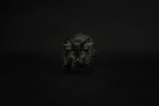Illustration de l'article : 14 photos rappelant à quel point les chats noirs sont des créatures sublimes