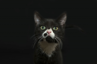 Illustration de l'article : 14 photos rappelant à quel point les chats noirs sont des créatures sublimes