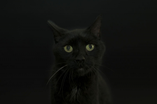 Illustration de l'article : 14 photos rappelant à quel point les chats noirs sont des créatures sublimes