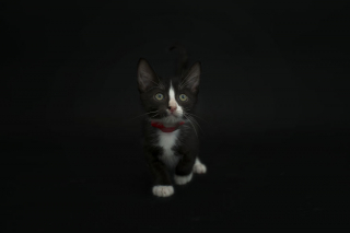 Illustration de l'article : 14 photos rappelant à quel point les chats noirs sont des créatures sublimes