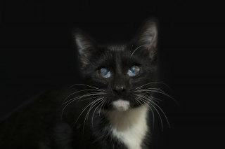 Illustration de l'article : 14 photos rappelant à quel point les chats noirs sont des créatures sublimes