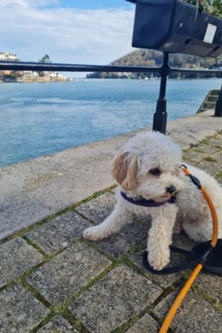 Illustration de l'article : Un chien se retrouve aux urgences et laisse sa famille dans l'angoisse après avoir consommé des raisins secs