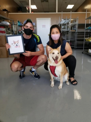 Illustration de l'article : En refuge depuis plus de 3 ans et risquant l'euthanasie, une chienne voit enfin le bout du tunnel