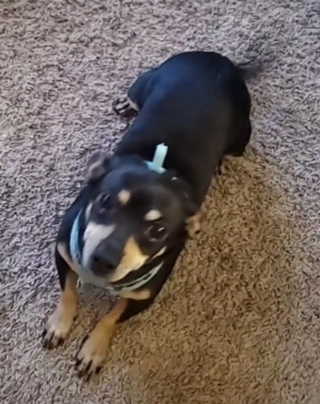 Illustration de l'article : On croyait ce chien désobéissant, mais son seul tort est de pas être "bilingue" (vidéo)