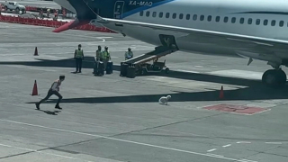 Illustration de l'article : Un chien s'étant retrouvé sur le tarmac met les bagagistes d'un aéroport à rude épreuve (vidéo)