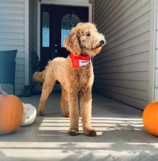 Illustration de l'article : Ce chien réalise qu'il ressemble à un alpaga après son passage chez le toiletteur et se met à bouder