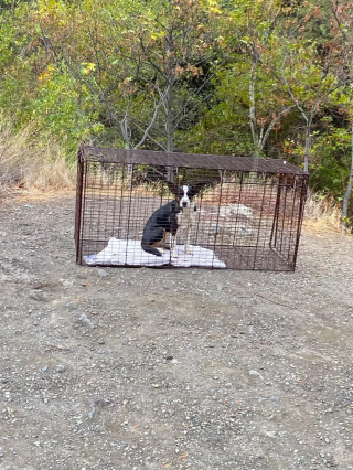 Illustration de l'article : La puce d'un chien découvert seul en forêt leur fait une révélation déchirante et les pousse à tout faire pour l'aider à revivre