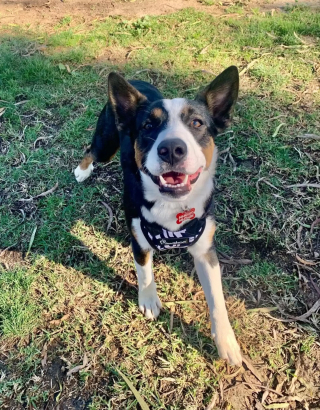 Illustration de l'article : La puce d'un chien découvert seul en forêt leur fait une révélation déchirante et les pousse à tout faire pour l'aider à revivre