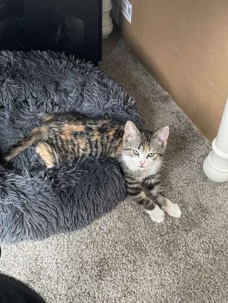 Illustration de l'article : Vidéo : Une chatte découvre un serpent en difficulté et court chercher ses propriétaires pour obtenir leur aide