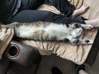 Illustration de l'article : Vidéo : Une chatte découvre un serpent en difficulté et court chercher ses propriétaires pour obtenir leur aide