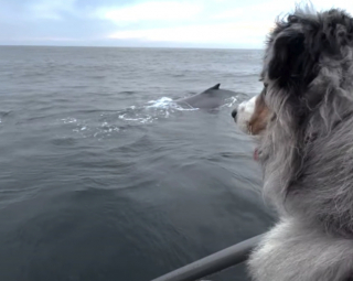 Illustration de l'article : Vidéo : Un chien est époustouflé par sa rencontre rapprochée avec une baleine