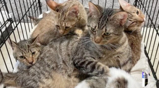 Illustration de l'article : Une trentaine de chats ont été abandonnés devant un hôpital vétérinaire et la propriétaire a été retrouvée