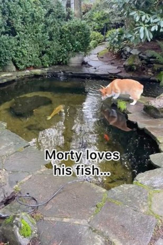 Illustration de l'article : Vidéo : Un chien est très inquiet de ne plus voir ses amis poissons dans le bassin en cours de nettoyage