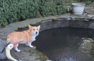 Illustration de l'article : Vidéo : Un chien est très inquiet de ne plus voir ses amis poissons dans le bassin en cours de nettoyage