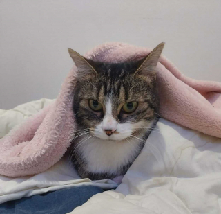 Illustration de l'article : Une dizaine de professionnels se mobilise pour sauver un chat en danger, coincé dans un conduit depuis 8 jours