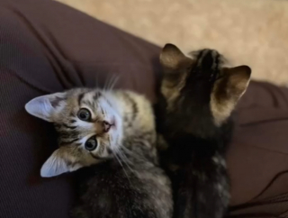 Illustration de l'article : Un homme découvre 2 chatons nichés sous le capot de sa voiture et toute sa famille finit par tomber amoureuse d’eux