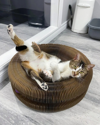 Illustration de l'article : Après s'être éclipsée, une chatte errante revient chez la famille qui la nourrissait car la sienne allait s'agrandir