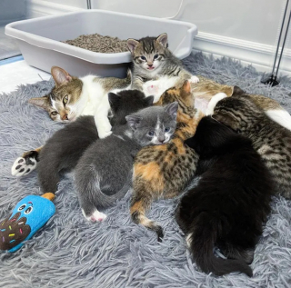 Illustration de l'article : Après s'être éclipsée, une chatte errante revient chez la famille qui la nourrissait car la sienne allait s'agrandir