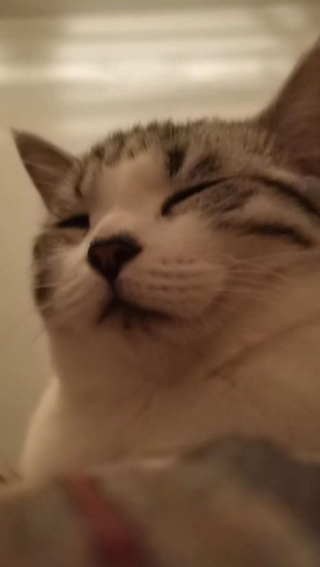 Illustration de l'article : Vidéo : L’incroyable prouesse d’un chat qui ouvre la porte à sa maîtresse enfermée dehors