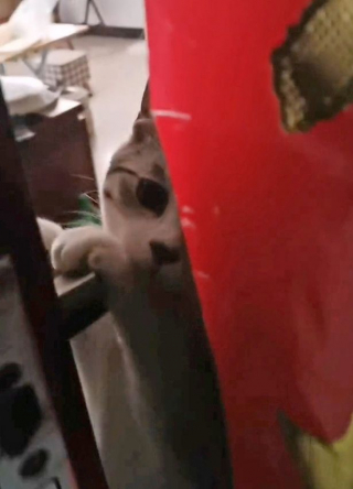 Illustration de l'article : Vidéo : L’incroyable prouesse d’un chat qui ouvre la porte à sa maîtresse enfermée dehors