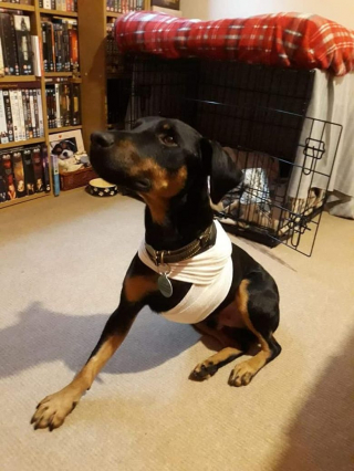 Illustration de l'article : Après avoir sauvé plus de 500 chiens handicapés, cette femme souhaite ouvrir un centre de réadaptation et d’adoption