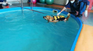 Illustration de l'article : Après avoir sauvé plus de 500 chiens handicapés, cette femme souhaite ouvrir un centre de réadaptation et d’adoption