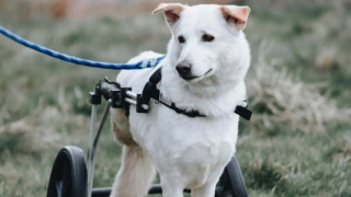 Illustration de l'article : Après avoir sauvé plus de 500 chiens handicapés, cette femme souhaite ouvrir un centre de réadaptation et d’adoption