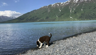 Illustration de l'article : Un randonneur attaqué par un ours : le chiot disparaît et retrouvé grâce à un élan de solidarité