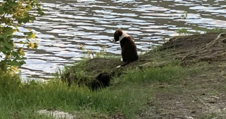 Illustration de l'article : Un randonneur attaqué par un ours : le chiot disparaît et retrouvé grâce à un élan de solidarité