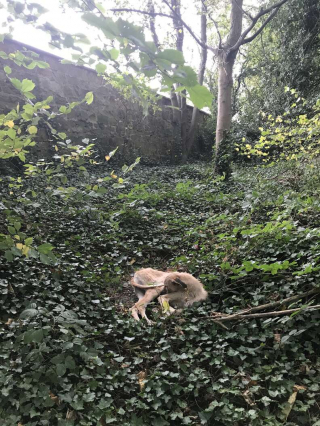 Illustration de l'article : Lors d’une promenade, une personne découvre un chien affamé abandonné dans les bois