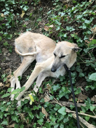 Illustration de l'article : Lors d’une promenade, une personne découvre un chien affamé abandonné dans les bois