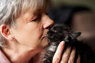 Illustration de l'article : Victime d’un acte barbare, ce chaton a été recouvert de goudron avec ses 2 frères et sœurs