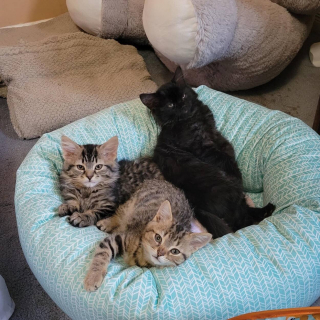 Illustration de l'article : Victime d’un acte barbare, ce chaton a été recouvert de goudron avec ses 2 frères et sœurs