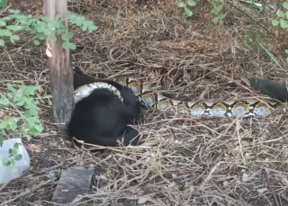 Illustration de l'article : Des bienfaiteurs réalisent un massage cardiaque à un chat, condamné par l’étreinte d’un python (vidéo)