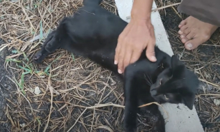 Illustration de l'article : Des bienfaiteurs réalisent un massage cardiaque à un chat, condamné par l’étreinte d’un python (vidéo)