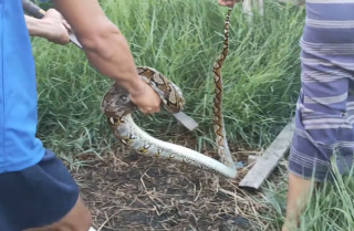 Illustration de l'article : Des bienfaiteurs réalisent un massage cardiaque à un chat, condamné par l’étreinte d’un python (vidéo)