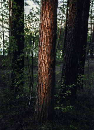 Illustration de l'article : Un chien tombe dans un puits de 5 mètres après avoir fugué : l’intervention des pompiers est nécessaire