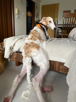 Illustration de l'article : 20 photos splendides de Barzoïs, lévriers aussi grâcieux qu'athlétiques