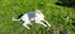 Illustration de l'article : 20 photos splendides de Barzoïs, lévriers aussi grâcieux qu'athlétiques