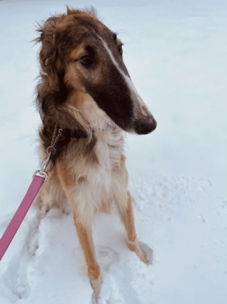 Illustration de l'article : 20 photos splendides de Barzoïs, lévriers aussi grâcieux qu'athlétiques