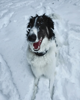 Illustration de l'article : 20 photos splendides de Barzoïs, lévriers aussi grâcieux qu'athlétiques