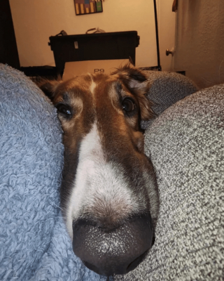 Illustration de l'article : 20 photos splendides de Barzoïs, lévriers aussi grâcieux qu'athlétiques