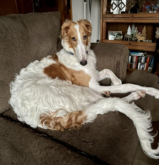 Illustration de l'article : 20 photos splendides de Barzoïs, lévriers aussi grâcieux qu'athlétiques